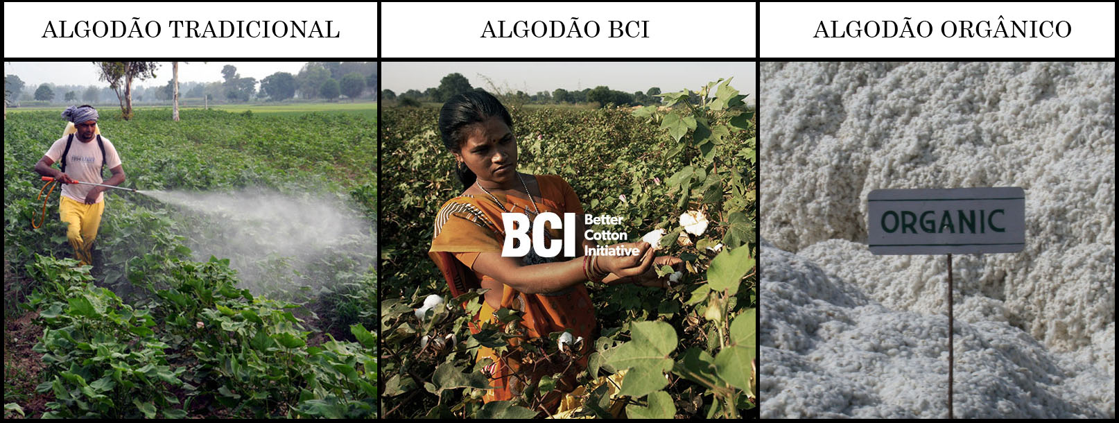 Monsanto perde milhões na Índia pois agricultores estão plantando algodão orgânico stylo urbano-1