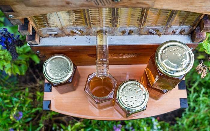 Pai e filho inventaram uma nova colmeia de abelhas que faturou US$ 12,2 milhões em oito semanas stylo urbano