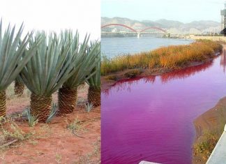 Nanofique utiliza fibra de sisal para extrair 99% dos corantes químicos tóxicos da água