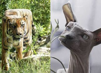 Animais cubistas – Os surreais animais geométricos do artista digital Aditya Aryanto