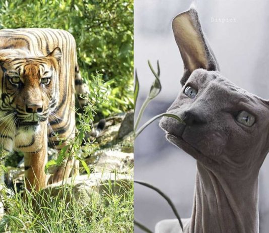 Animais cubistas – Os surreais animais geométricos do artista digital Aditya Aryanto