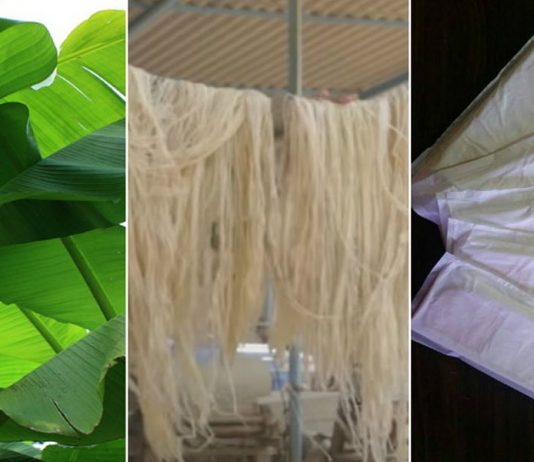 Empresa cria absorventes com fibra de bananeira que são biodegradáveis e compostáveis
