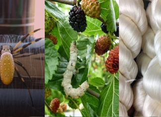 Kraig Biocraft produz seda de aranha através de bichos-da-seda geneticamente modificados