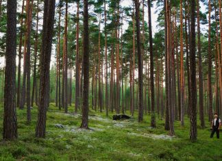 Bioeconomia e a revolução dos materiais renováveis de base biológica