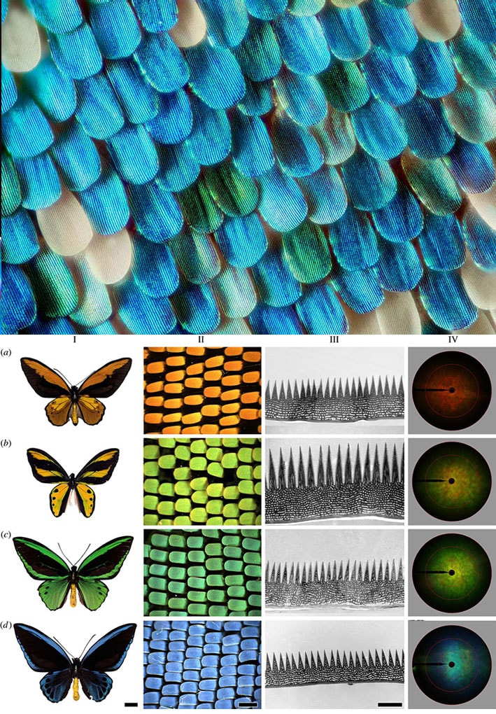 Cor estrutural, a nanotecnologia da natureza que poderá substituir os corantes e tingimento têxtil stylo urbano-1