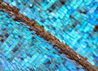 Cor estrutural, a nanotecnologia da natureza que poderá substituir os corantes e tingimento têxtil