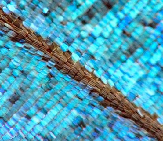 Cor estrutural, a nanotecnologia da natureza que poderá substituir os corantes e tingimento têxtil