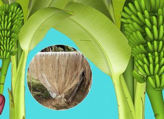 Fibra de bananeira e seu potencial para a moda e design sustentável