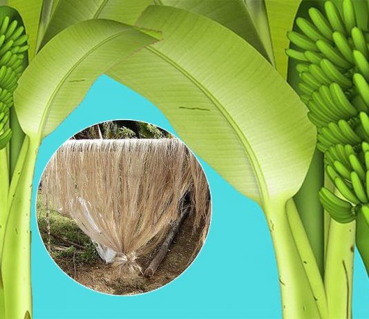 Fibra de bananeira e seu potencial para a moda e design sustentável