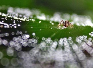Fio feito de água que imita seda de aranha pode ser o material mais sustentável do mundo