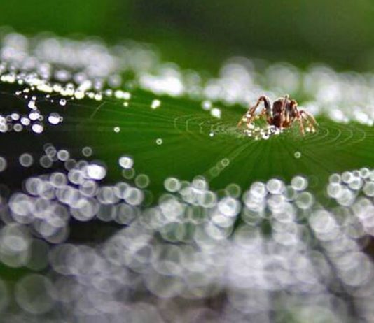 Fio feito de água que imita seda de aranha pode ser o material mais sustentável do mundo
