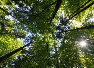 Nanocelulose é um inovador material extraído de plantas que revolucionará a ciência e a tecnologia