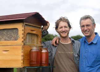 Pai e filho inventaram uma nova colmeia de abelhas que faturou US$ 12,2 milhões em oito semanas