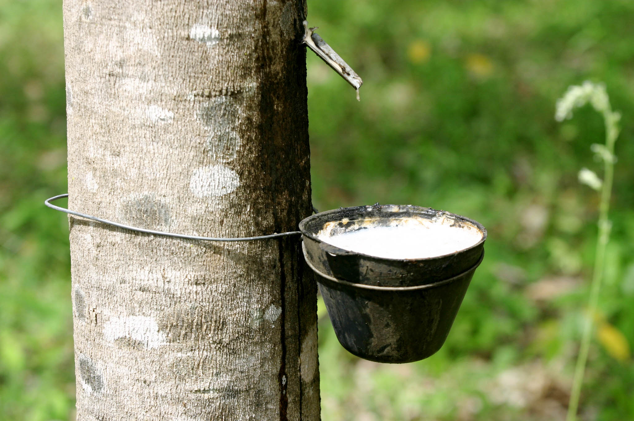 Laminado vegetal feito do látex da seringueira é uma alternativa ao couro animal stylo urbano