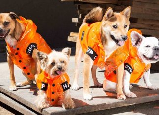 Dog fashion: o próximo passo para as marcas de luxo?