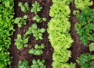A verdade inconveniente sobre o impacto ambiental da agricultura biológica