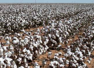 Pesquisadores americanos criam algodão comestível para combater a fome no mundo