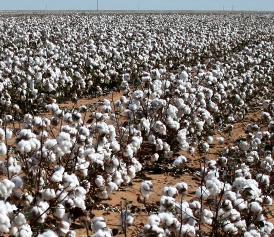 Pesquisadores americanos criam algodão comestível para combater a fome no mundo