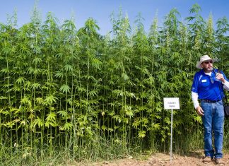 Donald Trump acabou com a proibição e legalizou a agricultura industrial do cânhamo em todo os EUA.