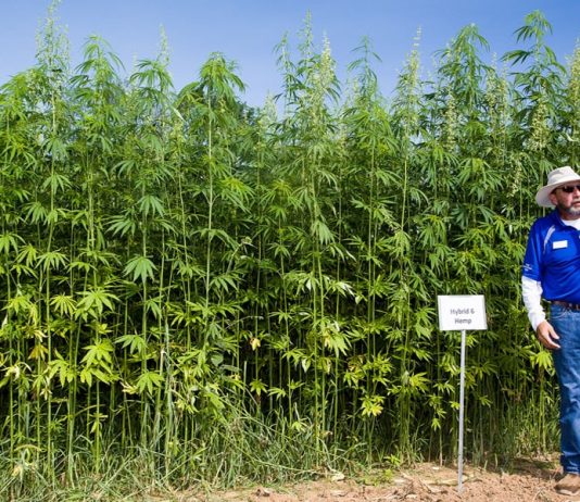 Donald Trump acabou com a proibição e legalizou a agricultura industrial do cânhamo em todo os EUA.