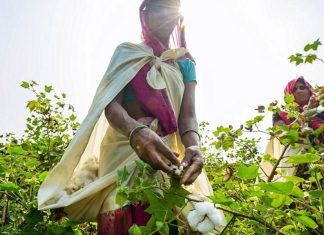 Volcom lança iniciativa “Farm To Yarn” de algodão orgânico rastreável com benefícios sociais e ambientais