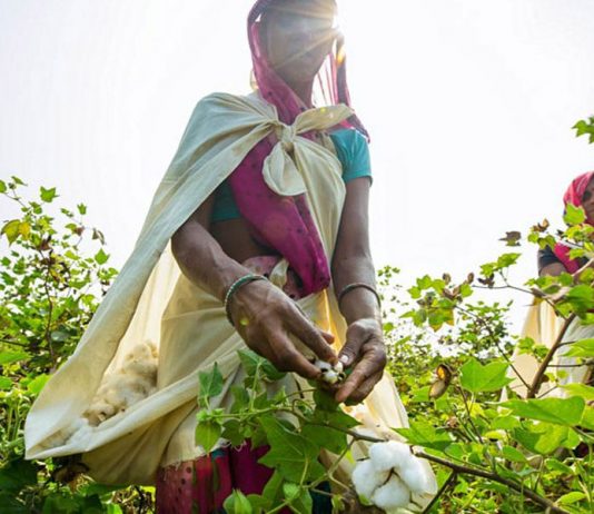 Volcom lança iniciativa “Farm To Yarn” de algodão orgânico rastreável com benefícios sociais e ambientais
