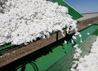 Indústria do algodão luta contra “informação falsa” sobre o consumo de água