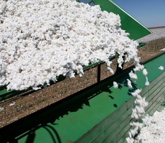 Indústria do algodão luta contra “informação falsa” sobre o consumo de água