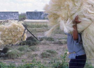 Levi’s encontrou uma maneira de fazer o cânhamo parecer algodão