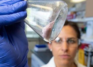 Cientistas australianos encontraram uma enzima capaz de dissolver tecidos de poliéster e criar novos materiais