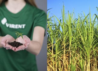 Toray e Virent iniciarão produção em massa de poliéster 100% à base de plantas