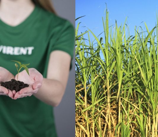 Toray e Virent iniciarão produção em massa de poliéster 100% à base de plantas