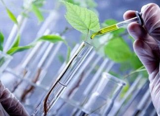 A startup Galy cresce algodão em laboratório 10 vezes mais rápido que a variedade agrícola
