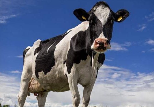 O que mais obtemos dos bovinos além da carne e do leite?