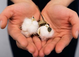 HydroCotton produz algodão livre de pesticidas e com 80% menos água e fertilizantes