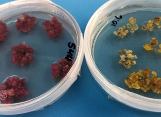 Cientistas australianos descobrem como cultivar algodão colorido e elástico, eliminando os corantes químicos