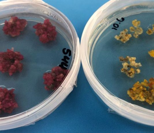 Cientistas australianos descobrem como cultivar algodão colorido e elástico, eliminando os corantes químicos
