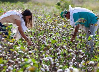 Algodão agroecológico no fortalecimento da agricultura familiar e associativismo