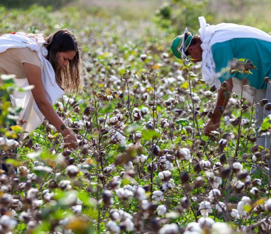 Algodão agroecológico no fortalecimento da agricultura familiar e associativismo