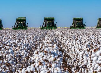 O problema do algodão numa economia circular