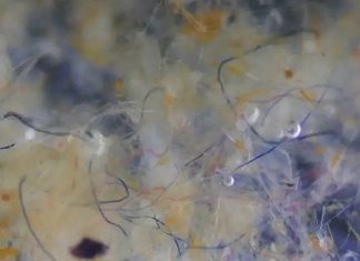 A maioria das microfibras que estão poluindo os oceanos são de fibras de algodão e lã