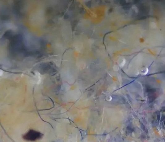 A maioria das microfibras que estão poluindo os oceanos são de fibras de algodão e lã