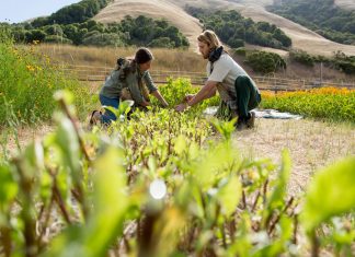 Agricultura regenerativa é a chave para um futuro sustentável na moda?