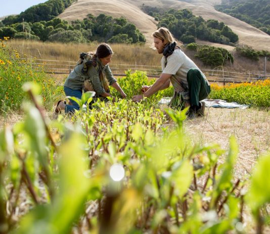Agricultura regenerativa é a chave para um futuro sustentável na moda?