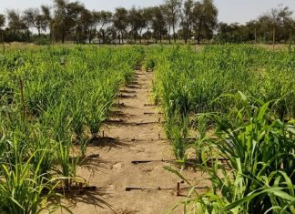 Startup norueguesa Desert Control está transformando desertos secos em terras férteis