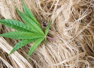 Associações de cânhamo de todo o mundo unem forças e falam: o cânhamo industrial é um produto agrícola, não uma droga