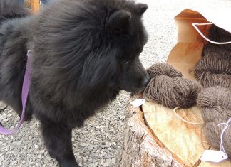 Lã de cachorro será a nova moda?