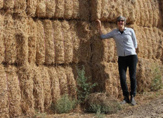 Celulose extraída das palhas de trigo e cana-de-açúcar viram produtos de papel