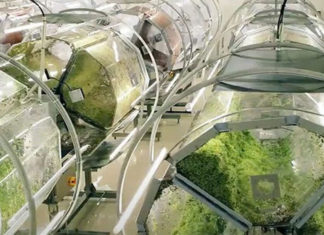 Japão inaugura a fábrica de super brotos de brócolis mais avançada do mundo