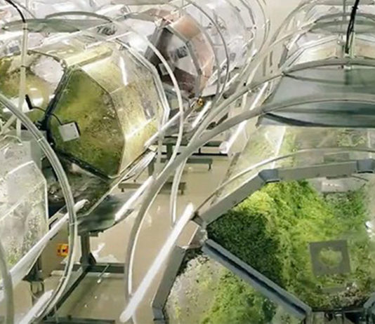 Japão inaugura a fábrica de super brotos de brócolis mais avançada do mundo